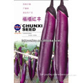 Thin and Long Hybrid F1 Purple Red Eggplant Seeds-We are Seeds Company